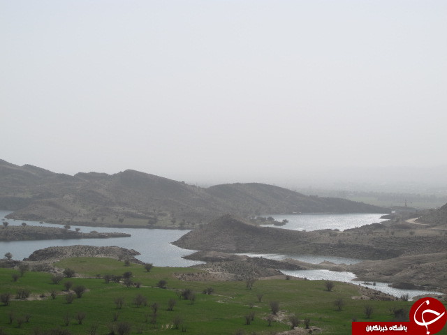 برداشت گل نرگس در دشتستان + تصاویر