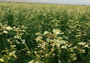 افزایش ١٠درصدی سطح زیر کشت کود سبز در شهرستان خاتم