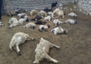 روستائیان فردوسی چشم انتظار اقدام مسئولان
