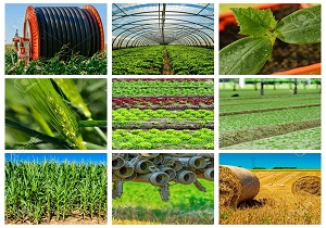 ۱۱ میلیارد و ۱۰۰ میلیون تومان اعتبار برای طرح‌های کشاورزی ویژه دهه فجر در سقز