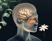 یک راهکار ساده طب سنتی برای بازگشت حس بویایی