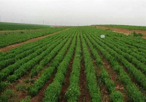 لزوم مشارکت همگانی در جلوگیری از تخریب زمین‌های کشاورزی