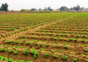 تخریب اراضی کشاورزی خیانت به نسل‌های آینده است
