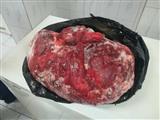 کشف لاشه شکار غیرمجاز در فرودگاه بوشهر