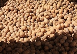 ۲۰۰ کیلو گردوی قاچاق در اسلام آبادغرب کشف شد