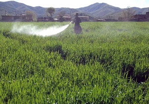 اجرای طرح مبارزه با جوندگان در اراضی کشاورزی شهرستان البرز