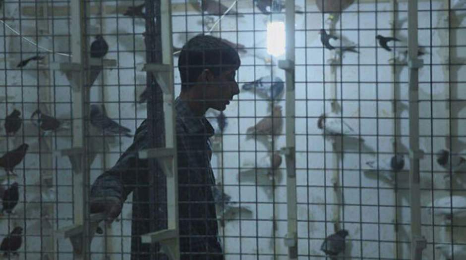 حاتمی‌کیا «زیر حکم» را پسندید
