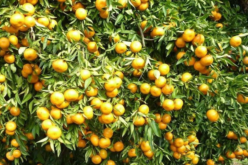 برگزاری اولین جشنواره ملی مرکبات ۲۵ بهمن ماه در جیرفت