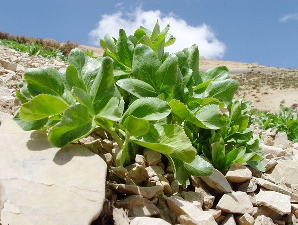 کاشت ۲۵۰ هکتار گیاهان داروئی در ایلام