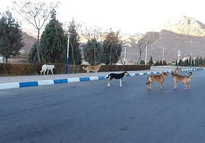 دامداران از شیوع بیماری هاری اطلاع ندارند