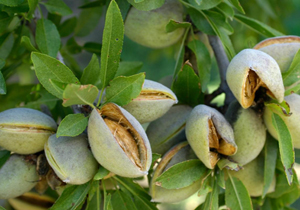 صادرات ۶۲ میلیون دلار بادام از چهارمحال و بختیاری