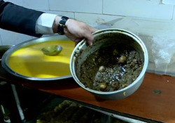 تزئین غذا با حشرات! + فیلم