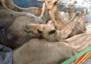 توقیف محموله شتر قاچاق در میامی
