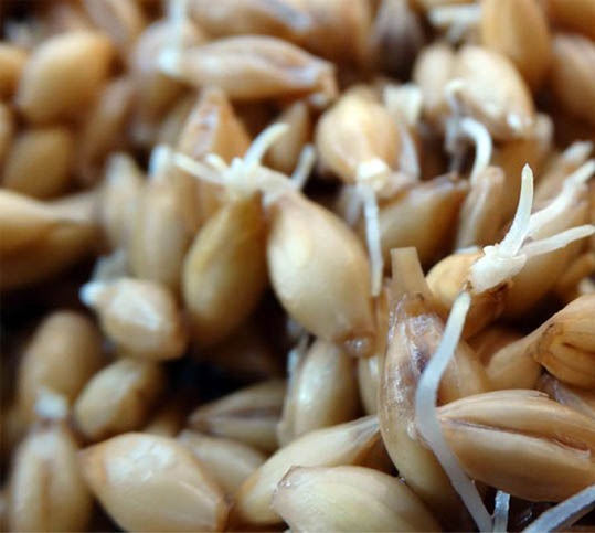 ترک اعتیاد با &laquo;جوانه جو دوسر&raquo; / این جوانه سلول&zwnj;های سرطانی را نابود می&zwnj;کند