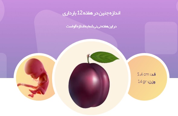 صدای قلب جنین را در هفته دوازدهم بارداری بشنوید+ تصاویر و توصیه های مهم به مادران