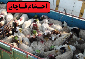 کشف۱۶۴۲ راس دام قاچاق در لرستان