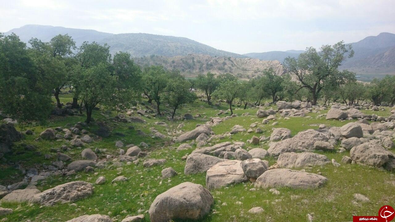 تصاویری از طبیعت بهاری در &laquo;هرایرز&raquo;
