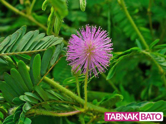 گلی عجیب و حیرت&zwnj;انگیز که می&zwnj;آموزد و به یاد می&zwnj;آورد! + تصاویر