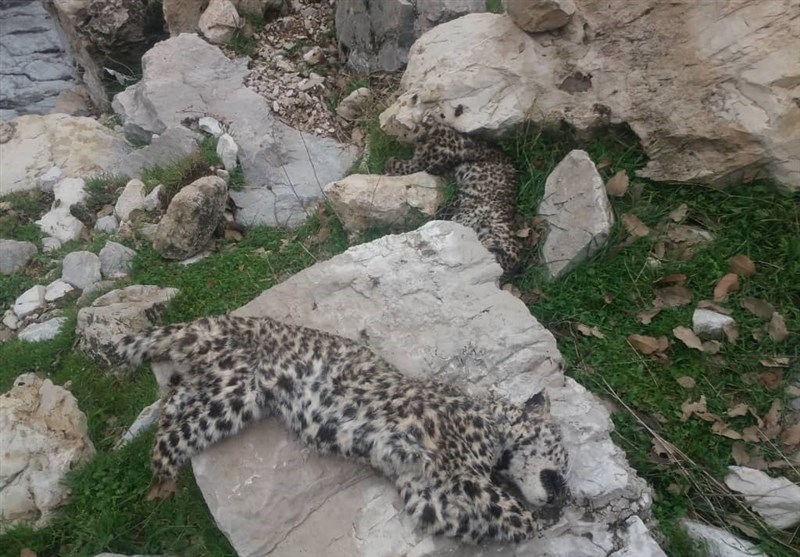 لاشه ۲ توله پلنگ در شهرستان چرام کشف شد