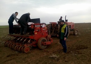 کشت حبوبات در ۵۰ هکتار از مزارع کشاورزی تاکستان