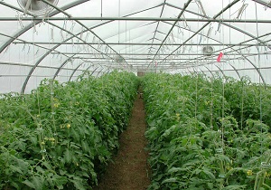شهرستان نمین برای ایجاد واحد‌های گلخانه‌ای مستعد است