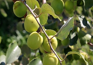 پیش بینی برداشت ۳ هزارتن کنار از باغ شهرستان رودان