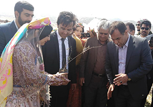 عروس فراشبندی، کاشت ۱۲۰ نهال را مهریه خود تعیین کرد