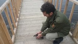 رهاسازی ۳ پرنده در تالاب امیرکلایه لاهیجان