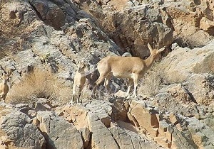 وجود بیش از ۳۰۰ گونه جانوری در زیستگاه‌های استان خراسان جنوبی