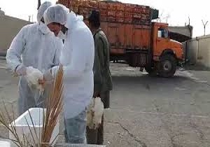 توقیف خودروی حمل مرغ زنده در قاین