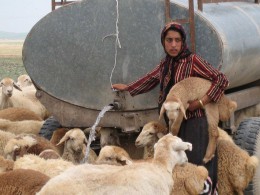 آغاز طرح ارتقاء آگاهی عشایر در زمینه بیماری‌های دام