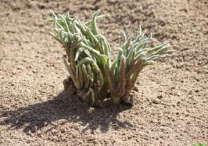 ممنوعیت برداشت و فروش کما