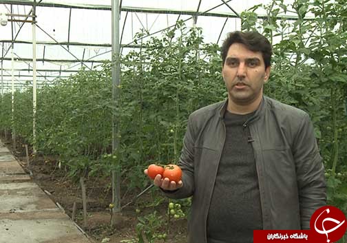 صادرات محصولات گلخانه&zwnj;ای گلستان / گوجه فرنگی&zwnj;های گالیکش به روسیه سفر می کنند