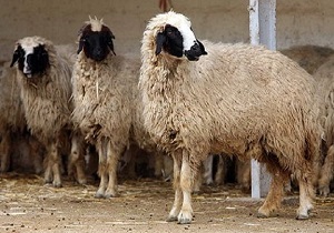 فعالیت ۲۵۰ دامپروری صنعتی در اردبیل