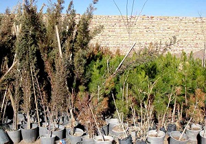 توزیع بیش از ۱۰ هزار نهال میوه رایگان بین شهروندان شمال تهران