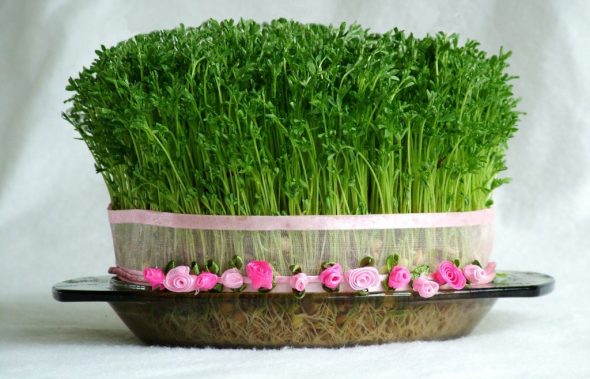 آموزش تصویری کاشت سبزه برای سفره هفت سین