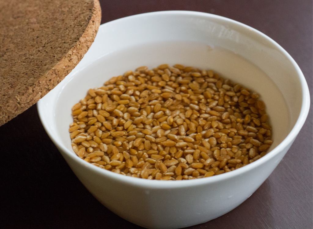 آموزش تصویری کاشت سبزه برای سفره هفت سین آموزش تصویری کاشت سبزه برای سفره هفت سین