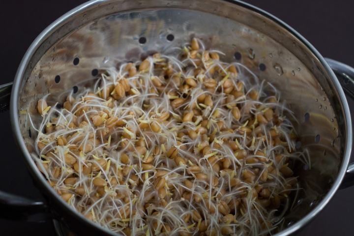 آموزش تصویری کاشت سبزه برای سفره هفت سین آموزش تصویری کاشت سبزه برای سفره هفت سین
