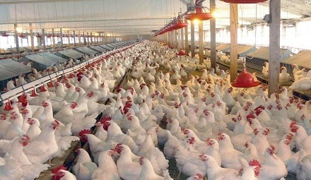 افتتاح بزرگ&zwnj;ترین مزرعه مرغ مادر تخمگذار کشور در زنجان