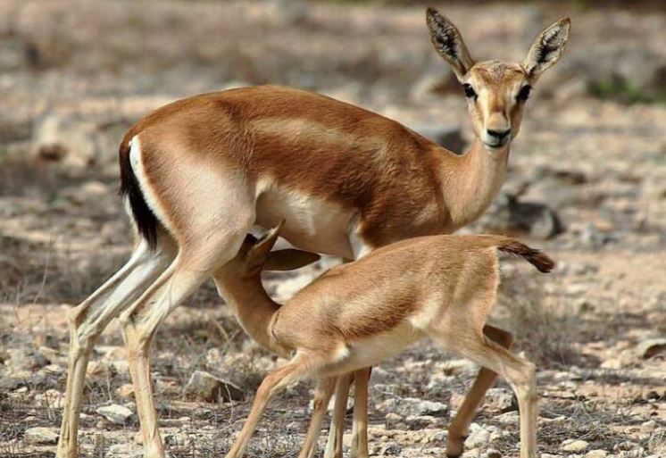 نمایی از حیات در جزیره کیش + تصویر