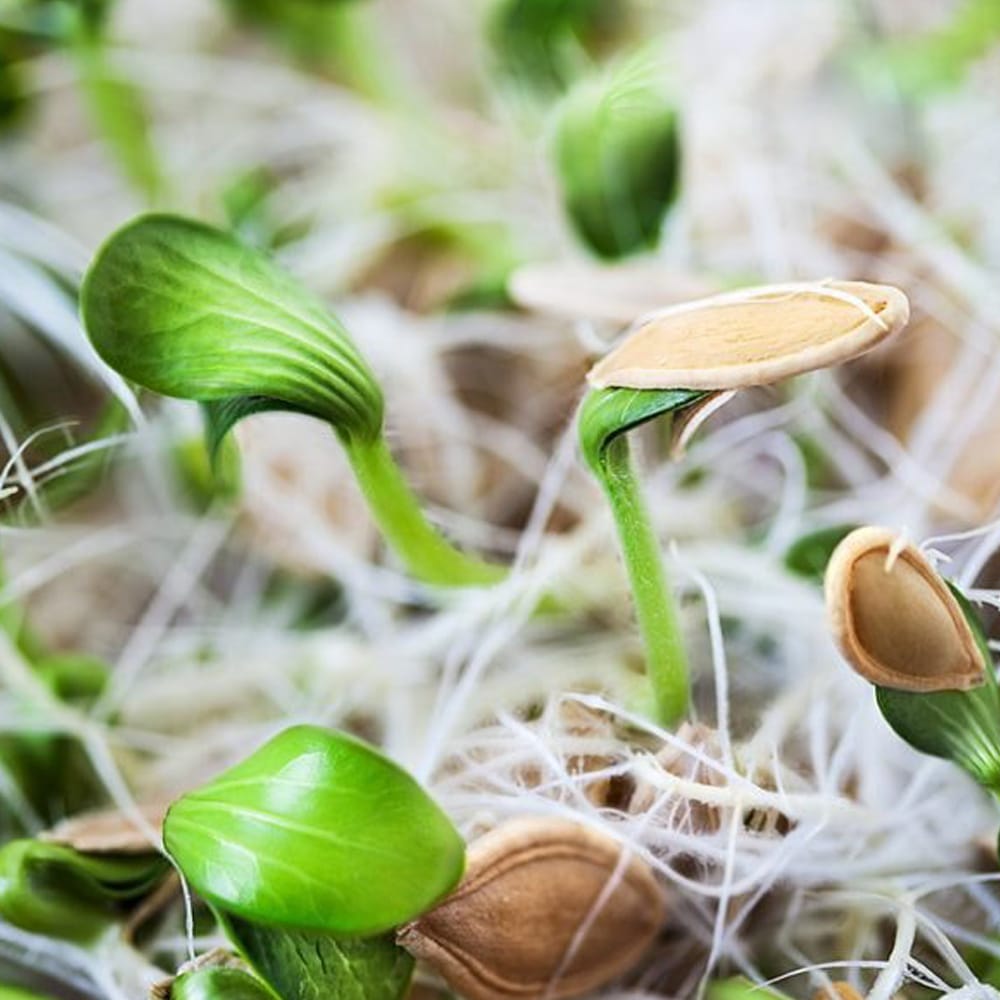 چگونه با تخم کدو سبزه عید درست کنیم؟