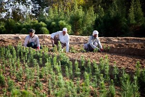 نهالستان کوشکن زنجان بزرگترین نهالستان مادری غرب کشور