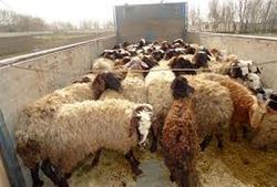 کشف ۵۹ راس دام قاچاق در زنجان