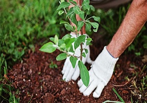 کاشت ۱۵ هزار اصله نهال در هفته منابع طبیعی در شاهین دژ