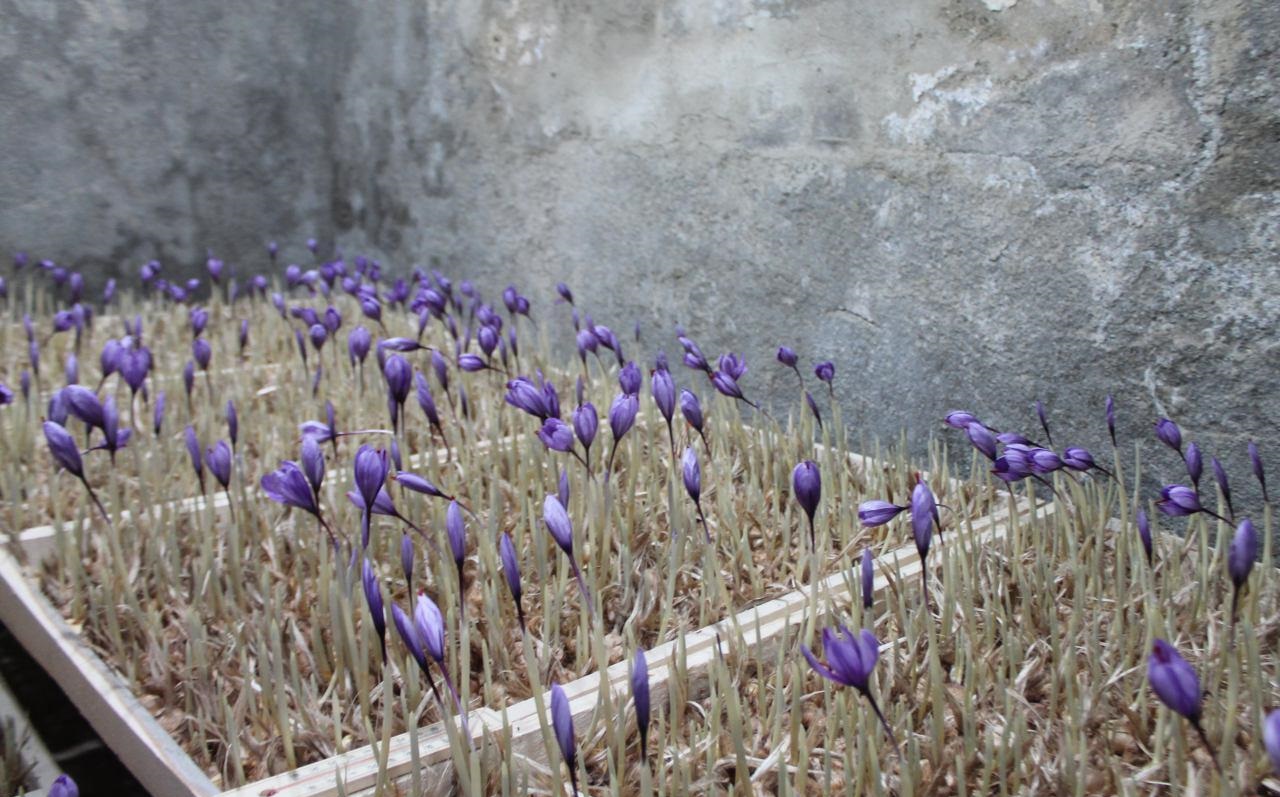 برگزاری کارگاه آموزشی کشت گلخانه ای زعفران در مهاباد