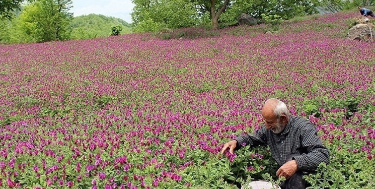تجارت گیاهان دارویی در دست کدام کشورهاست؟