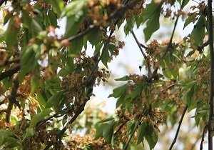 سرما به باغ های همدان خسارت وارد کرد