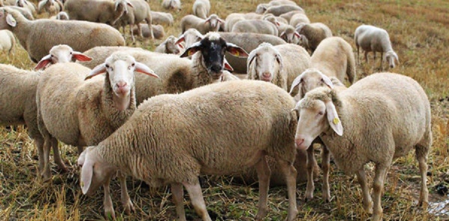 تنها ۱۰ درصد گوشت مصرفی وارداتی است/سرمایه‌داران می‌توانند به واردات دام زنده ورود کنند