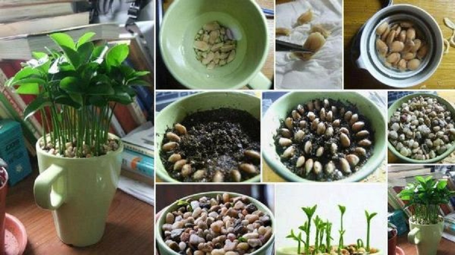 آموزش کاشت سبزه عید با هسته پرتقال، لیمو یا نارنج