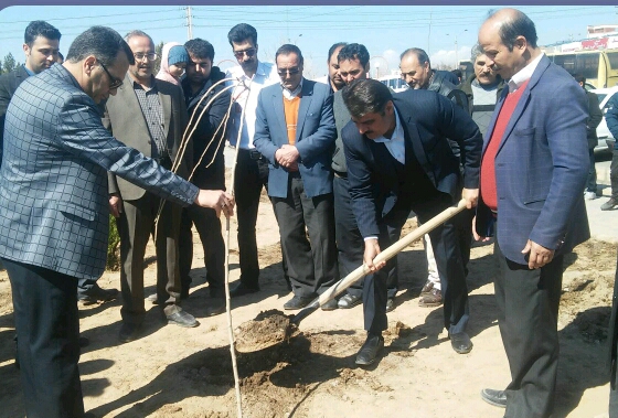 نهال کاری ۳۰۰ هکتار کانون فرسایش بادی در سبزوار